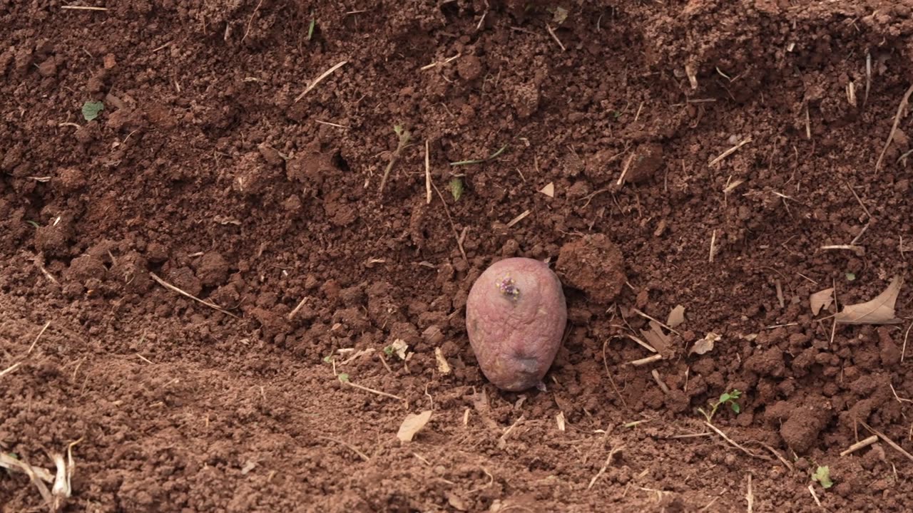 Potato Planting(Narrated)