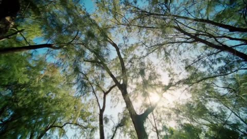 The Science of of Nature Breaks: Boost Focus & Lower Stress