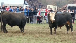 Zeko Malj od Alibašića vs Brizan od Valjevca Zimča 2025