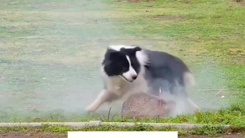 😂🐰 Watch Her EPIC Jump Fail! | FunFM