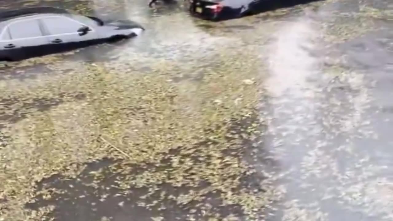 🚨Meanwhile in New York City