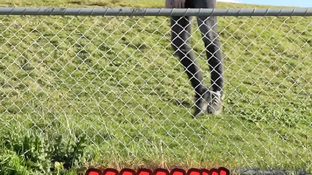 How_Animals_Get_Over_a_Fence_(With_Emojis)