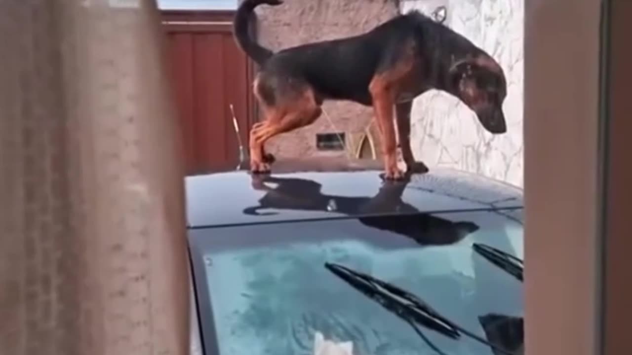 Try Not to Laugh Challenge 66 🤣 #funny #shorts #viral