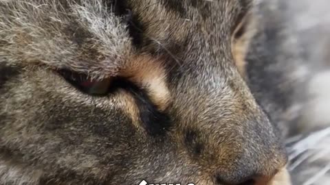 Decode your cats mysterious behavior!