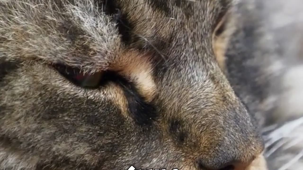 Decode your cats mysterious behavior!
