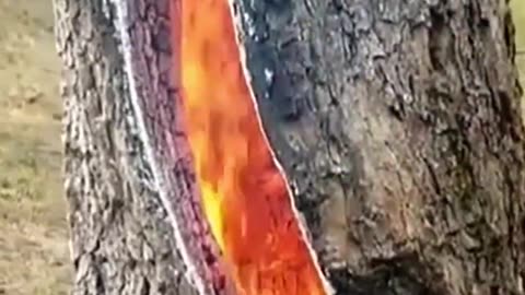 You’ve Never Seen a Tree Burn Like This