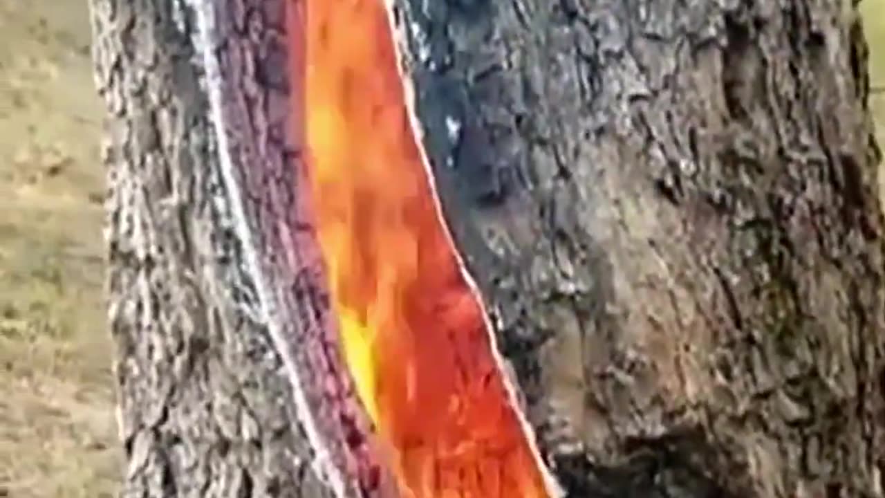 You’ve Never Seen a Tree Burn Like This