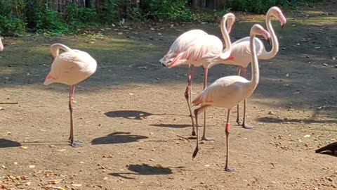Flamingos
