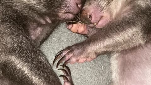 Baby Wombat Joeys Sleeping Peacefully