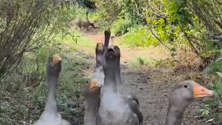 😂🤣 Papa, They're Following Me! | FunFM