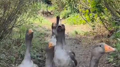 😂🤣 Papa, They're Following Me! | FunFM