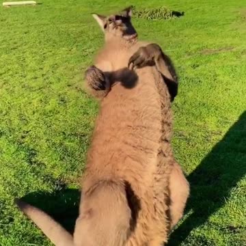 Australian kangaroo 🦘