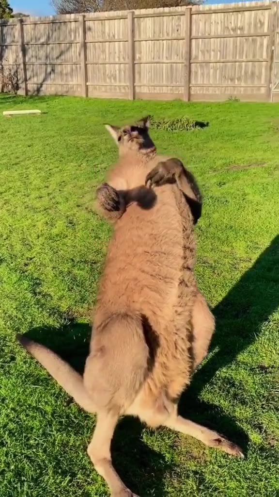 Australian kangaroo 🦘