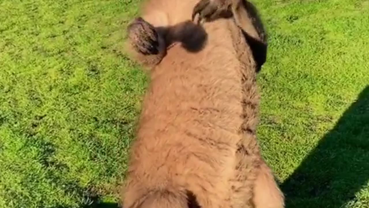 Australian kangaroo 🦘