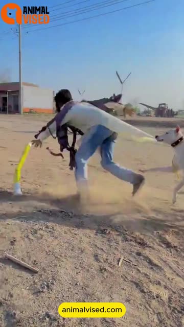 Wait for Dog 🤣 | Funniest Dog Reaction Video