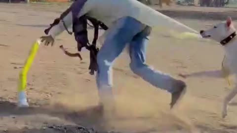 Wait for Dog 🤣 | Funniest Dog Reaction Video