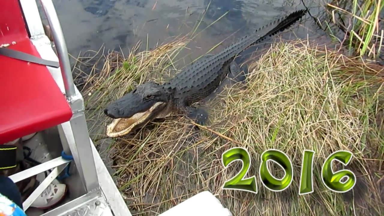 Alligator Doesn't Like To Be Touched