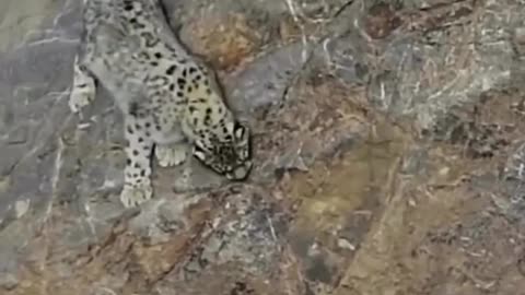 🐐⛰️ Goat Climbs Steep Cliff to Escape Predator! | Unbelievable Survival Moment 😱🔥