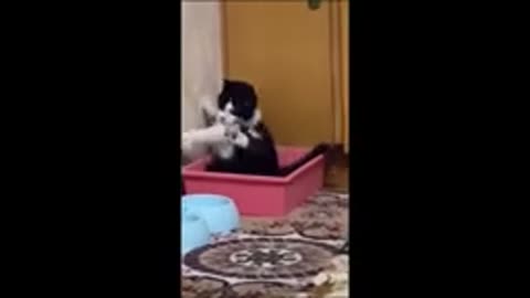 Funny animal videos 2023 - Funny cats/dogs - Funny animals Part71/Haypyy Pett