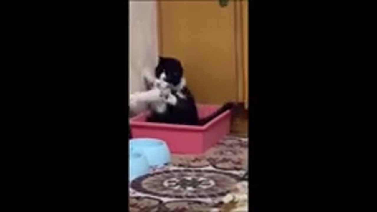 Funny animal videos 2023 - Funny cats/dogs - Funny animals Part71/Haypyy Pett