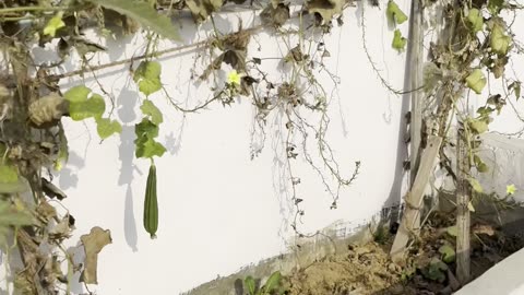 Dried Vine Still Producing Ridge Gourd 😅🌱 | Terrace Garden Update