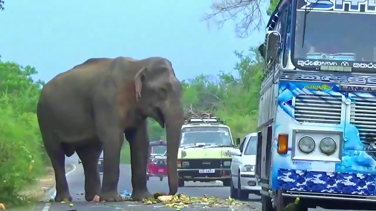 Wild Elephants and the Roadside Buffets And Trey To Attack Vehicle #elephantattack #elephant