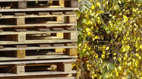 From Trash to Treasure Backyard Hacks You’ll Wish You Knew Sooner!