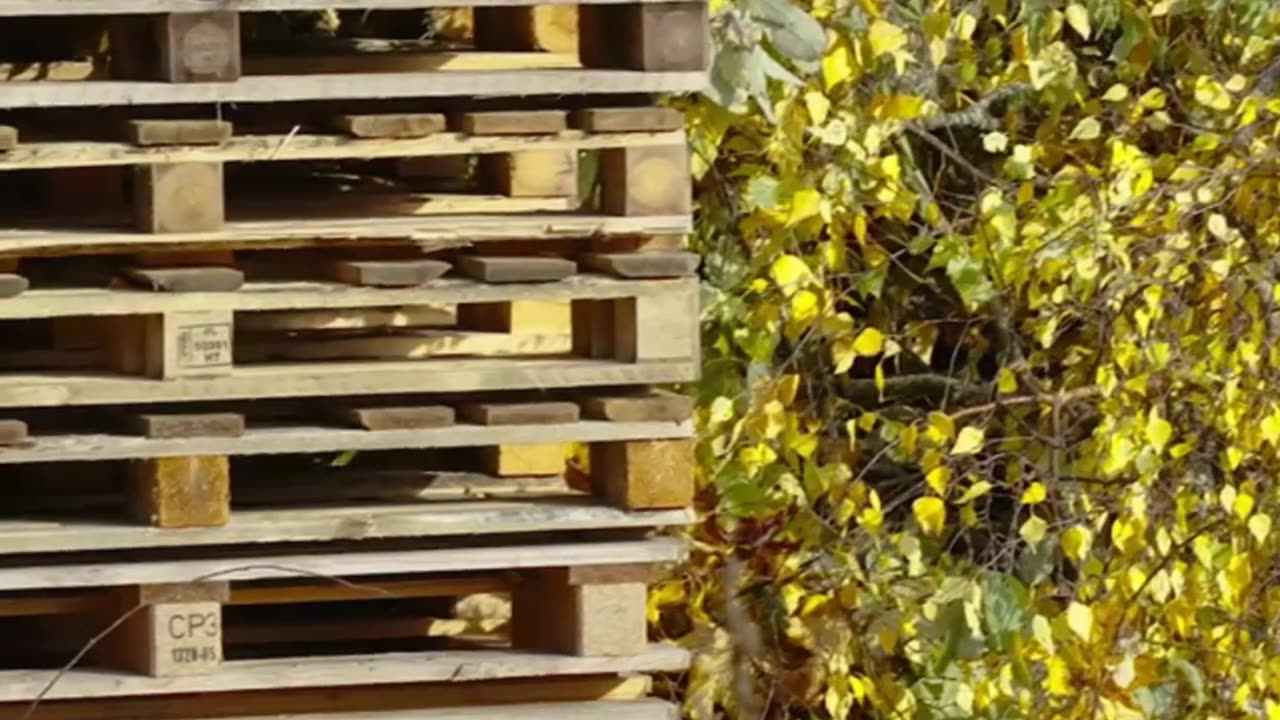 From Trash to Treasure Backyard Hacks You’ll Wish You Knew Sooner!