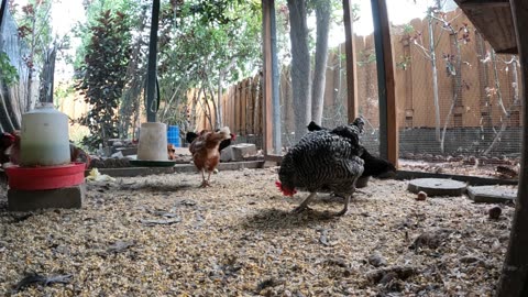 Backyard Chickens In The Morning Sounds Noises Hens Roosters!