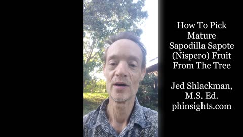 How To Pick Mature Sapodilla Sapote (Nispero) Fruit From The Tree - Jed Shlackman, M.S. Ed.