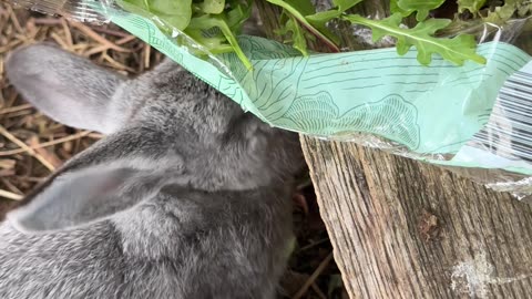 Bunny Breakfast Time: The Happiest Meal Ever 🥕