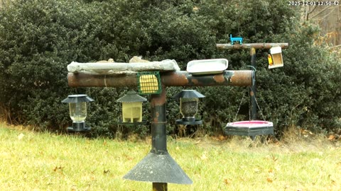 Bird Feeder in Western Maryland USA