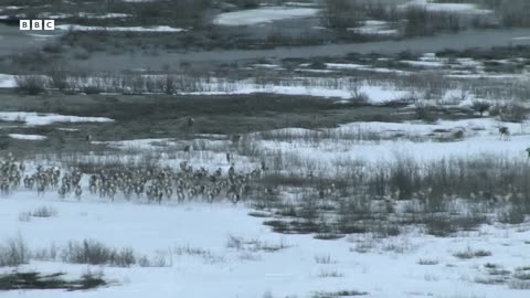 ‎Cheetah Mum Hunts to Feed Hungry Cubs | Big Cats 24/7 | BBC Earth
