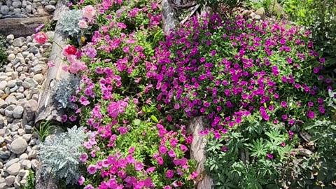 Petunias galore and then some more,