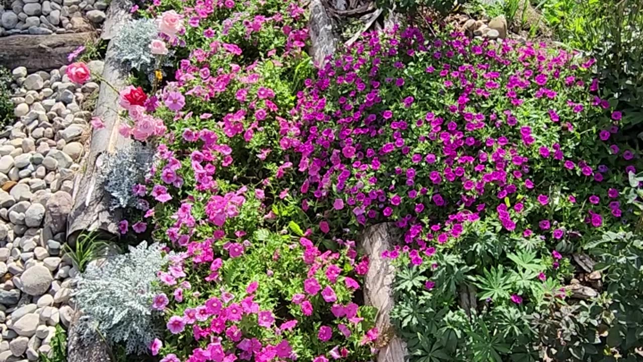 Petunias galore and then some more,