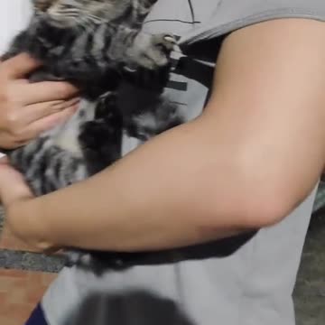 Funny Cat Video 40 - my cat is fierce at home