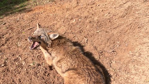 Aggressive Coyote!! #precoyotedatorcontrol #trapping