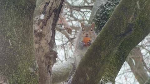 Canadian Squirrel Eating His Timbits