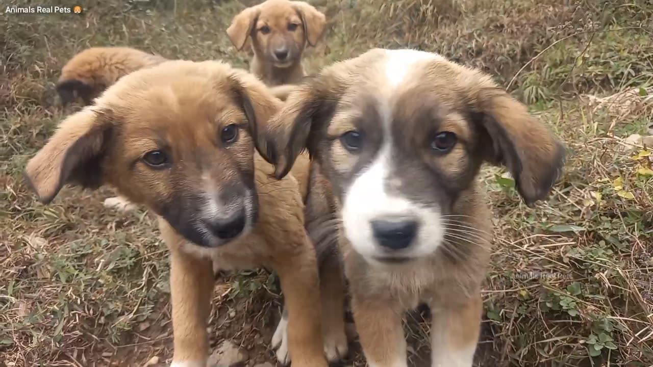 Funny Video of Cute Puppies