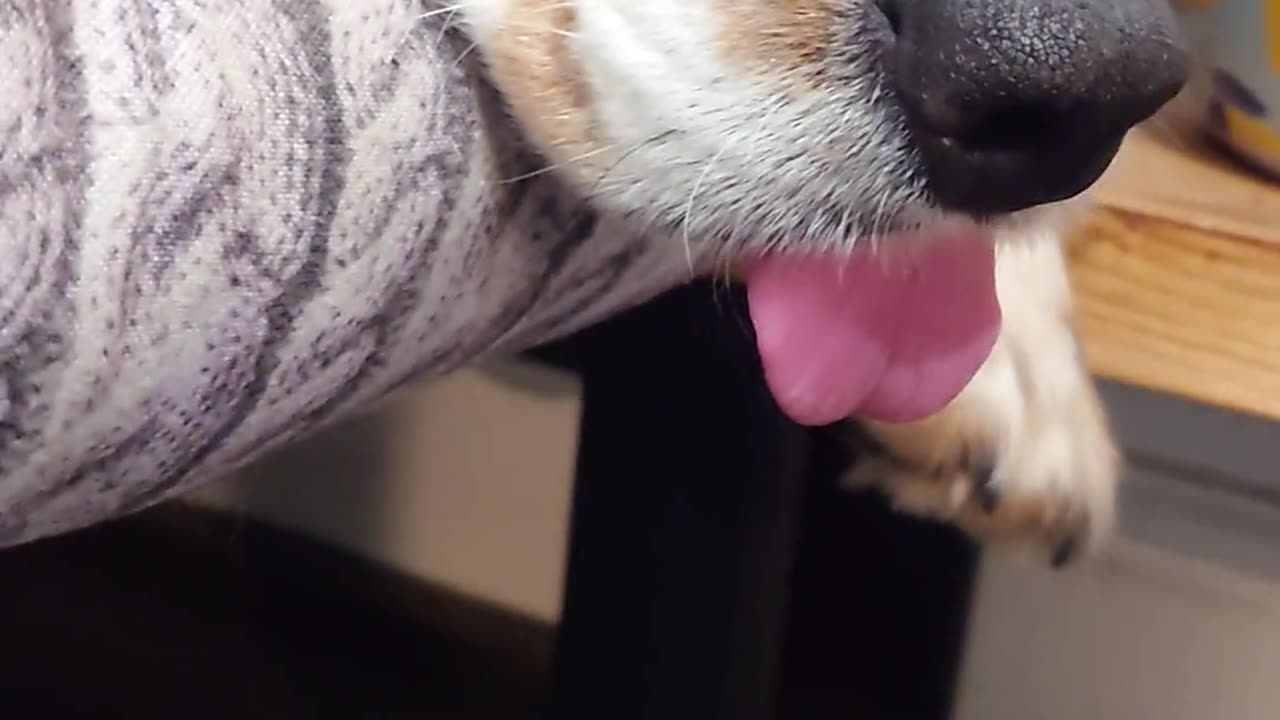 Lazy Dog's Blep Mode Engaged
