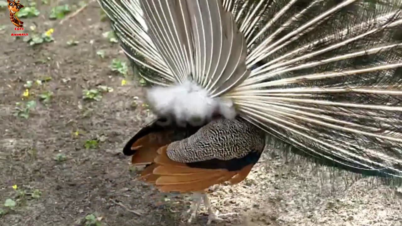 🐶😂 Hilarious Pet Antics Compilation | Try Not to Laugh! 🎬