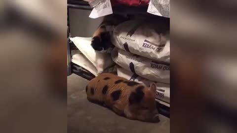 Funniest Dogs and Cats of 2025😼🐶You Laugh You Lose😜