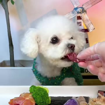 "Adorable Foodie Pets: Funny Moments of Dogs Eating"