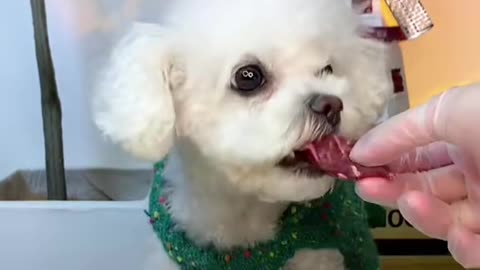 "Adorable Foodie Pets: Funny Moments of Dogs Eating"