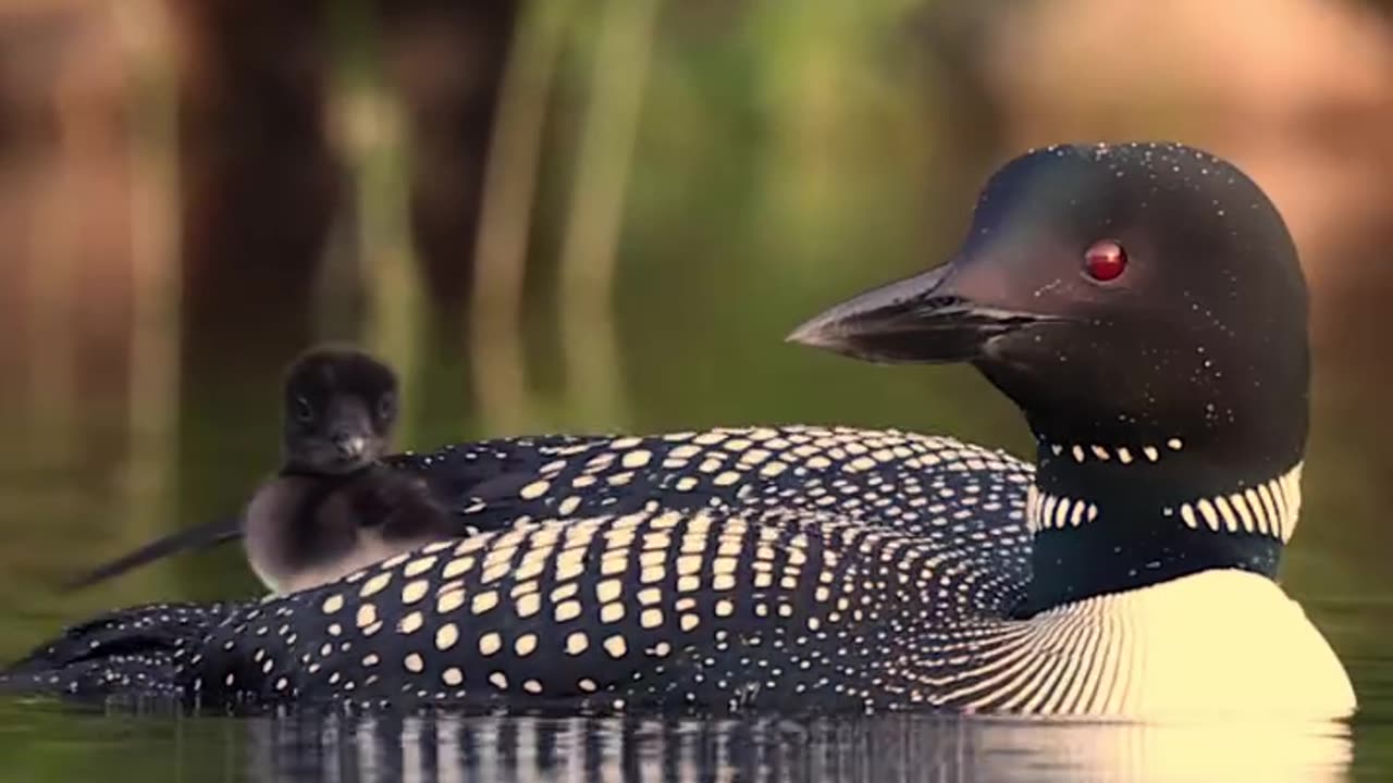 Common Loons with youngs swimming in water