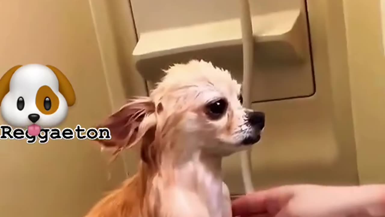 Sleeping Dog🐕🤩🤩🤣