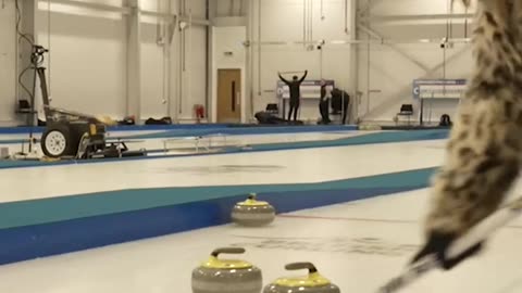 Curling versus Influencers