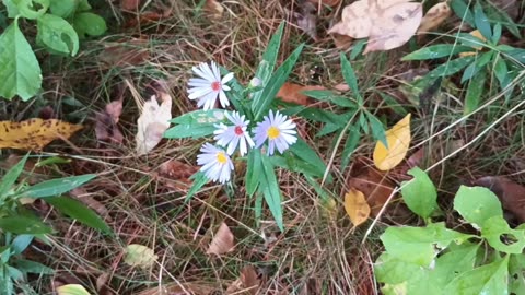 Aster