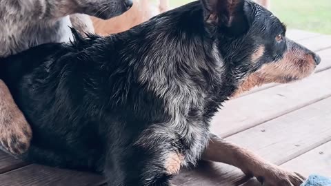 You Chew the Toy, I’ll Chew the Dog