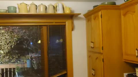 fatty demon pig - 2025 - YT - USA - November 19th or November 18th in USA part 002